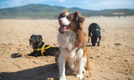 Dogs playing by the beach 570x342 - How to Increase Flea Collar Longevity 