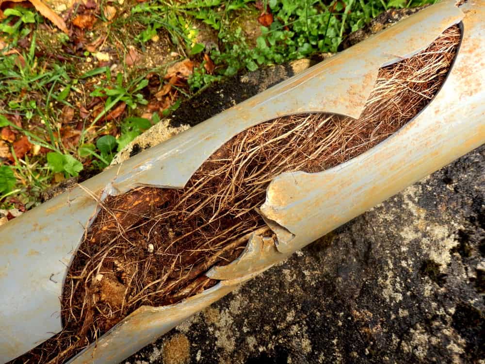 broken pipe due to tree roots - Why Is Your Drain Clogging So Often? Find Out the Reasons