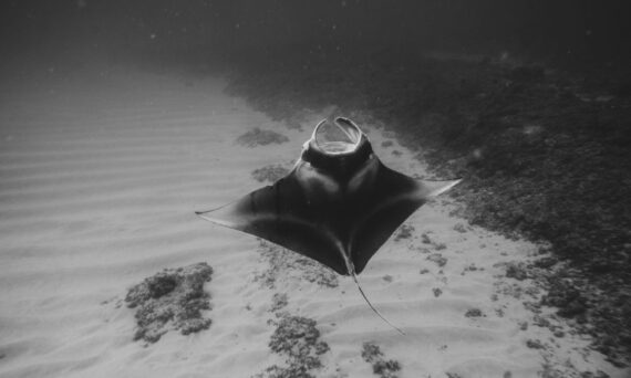 a manta ray swimming underwater 570x342 - What Genetic Research Revealed About the Small Manta Population Behind Kona's Night Snorkel