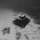 What Genetic Research Revealed About the Small Manta Population Behind Kona’s Night Snorkel