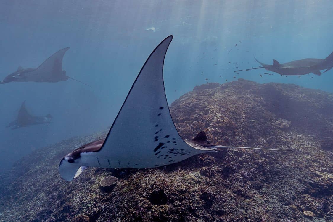 manta rays gliding gracefully underwater - What Genetic Research Revealed About the Small Manta Population Behind Kona's Night Snorkel